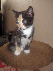 1920 X 2560 293.4 Kb     