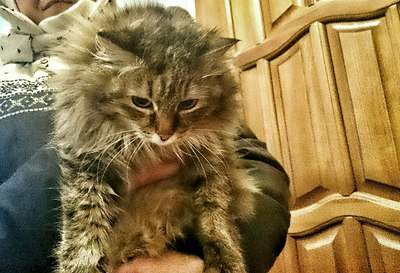 1374 X 938 501.7 Kb 590 X 1050 155.9 Kb  ,   ,   