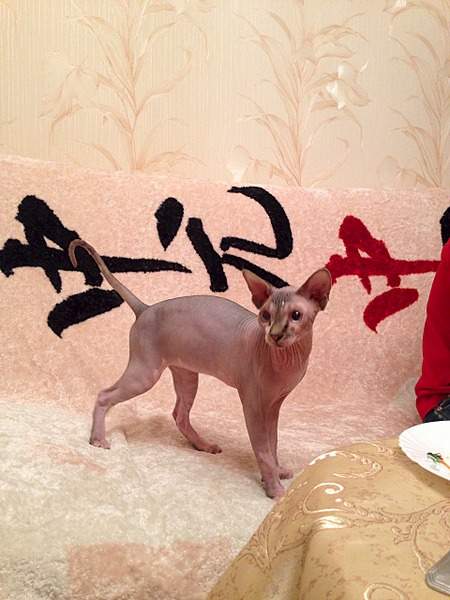 1920 X 2560 302.2 Kb ^~^ Канадский Сфинкс ^~^ Элитные кошки- для ценителей Шика !