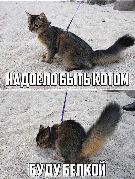 455 X 604  55.8 Kb Улыбнемся?