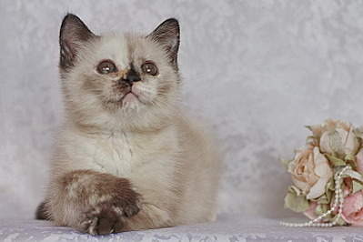 800 X 533 119.1 Kb 702 X 600 118.7 Kb    ()