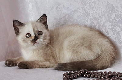 800 X 528 140.7 Kb 800 X 533 119.1 Kb 702 X 600 118.7 Kb    ()