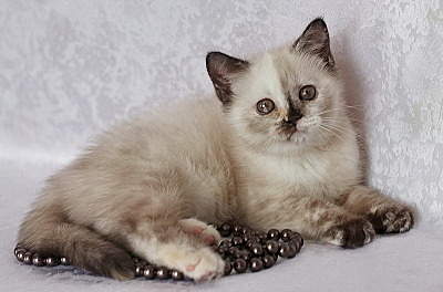 800 X 528 133.8 Kb 800 X 528 140.7 Kb 800 X 533 119.1 Kb 702 X 600 118.7 Kb    ()