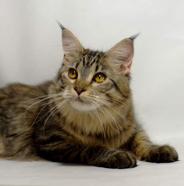 1920 X 1936 462.7 Kb 1920 X 1300 399.5 Kb  -   !