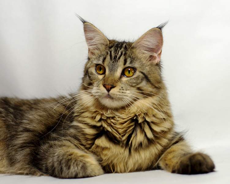 1920 X 1532 423.4 Kb 1920 X 1936 462.7 Kb 1920 X 1300 399.5 Kb  -   !