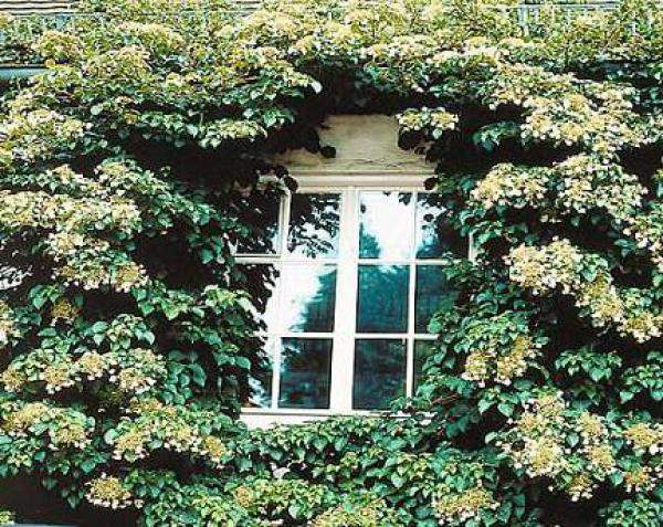 600 x 477 Гортензии на наших участках