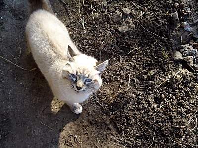 800 X 600 190.5 Kb Найден очень красивый кот. Чья потеря? Нужны хозяева старые или новые.