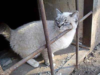 800 X 600 100.0 Kb 800 X 600 190.5 Kb    .  ?     .