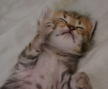 1920 X 1584 386.5 Kb 1920 X 1460 337.9 Kb 1920 X 1174 271.7 Kb      