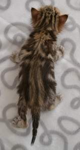 1087 X 2048 319.1 Kb 1590 X 2048 390.3 Kb 1920 X 1097 250.0 Kb      