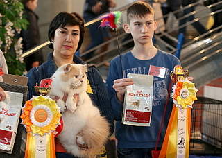 800 X 570 327.3 Kb 800 X 553 340.7 Kb 395 X 598 208.9 Kb 400 X 600 192.5 Kb 800 X 533 364.4 Kb Длинношерстные бриташки и компания! У нас есть котята!