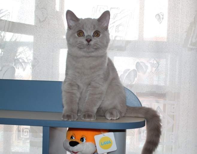 658 x 516 836 X 462 171.3 Kb 434 x 368 