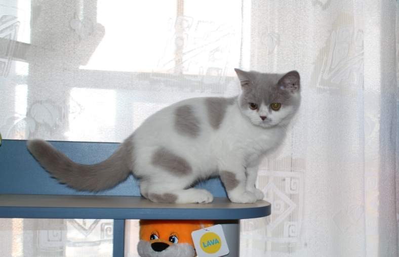 788 x 508 813 X 586 232.0 Kb 