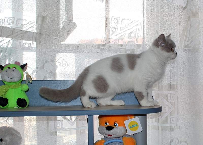 1920 X 1373 237.3 Kb 788 x 508 813 X 586 232.0 Kb 