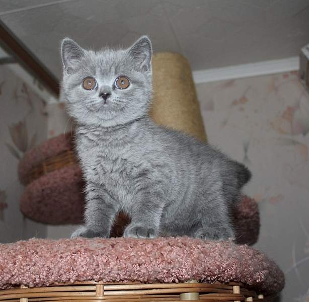 696 X 680 207.6 Kb 738 x 593 