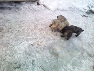 1920 X 1440 383.5 Kb      .