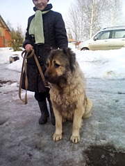 1920 X 2560 483.9 Kb      .