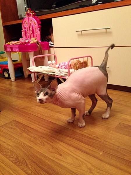 1920 X 2560 349.0 Kb ^~^ Канадский Сфинкс ^~^ Элитные кошки- для ценителей Шика !