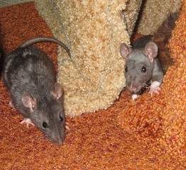 913 X 835 447.2 Kb маленькие декоротивные крысики