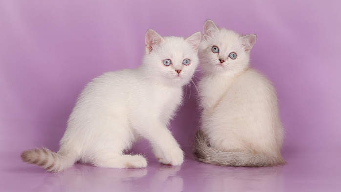 698 x 393 Питомник'Gem Sweet'.Любимые британские плюшки. Есть британские голубоглазые котята !
