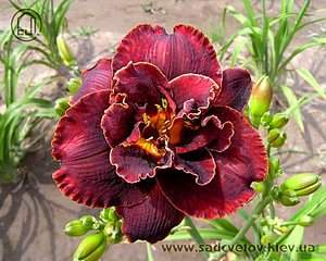 750 X 600 103.8 Kb  ,  157 ,   65, ,   26 .