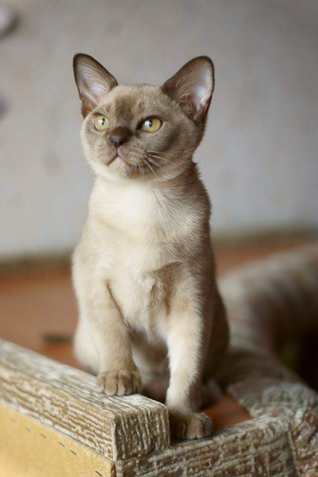 Где Купить Бурманского Котенка