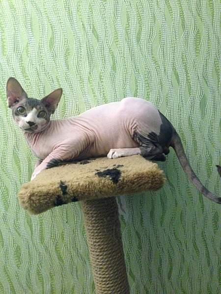 1920 X 2560 529.6 Kb ^~^ Канадский Сфинкс ^~^ Элитные кошки- для ценителей Шика !