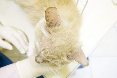 604 X 401 29.0 Kb 604 X 401 26.2 Kb 604 X 401 21.5 Kb  ...   !   .