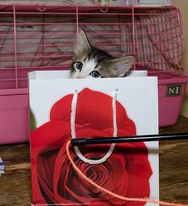 1817 X 2000 580.5 Kb 807 X 749 104.6 Kb Дворняги