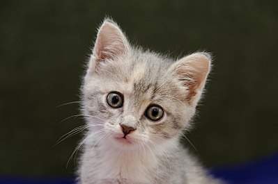 807 X 535 43.2 Kb 1919 X 1390 652.9 Kb 1817 X 2000 580.5 Kb 807 X 749 104.6 Kb Дворняги