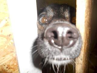 1920 X 1440 237.5 Kb Дворняги