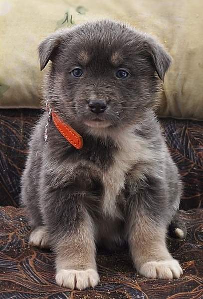 559 X 823 181.8 Kb    ,    