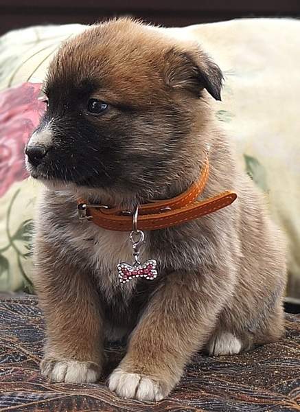 508 X 697 150.9 Kb 561 x 540 714 X 801 213.7 Kb 517 X 762 143.9 Kb 559 X 823 181.8 Kb    ,    