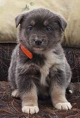 559 X 823 181.8 Kb    ,    