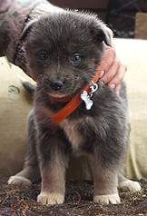 517 X 762 143.9 Kb 559 X 823 181.8 Kb    ,    