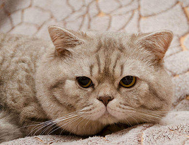 1920 X 1474 449.4 Kb  .   - !