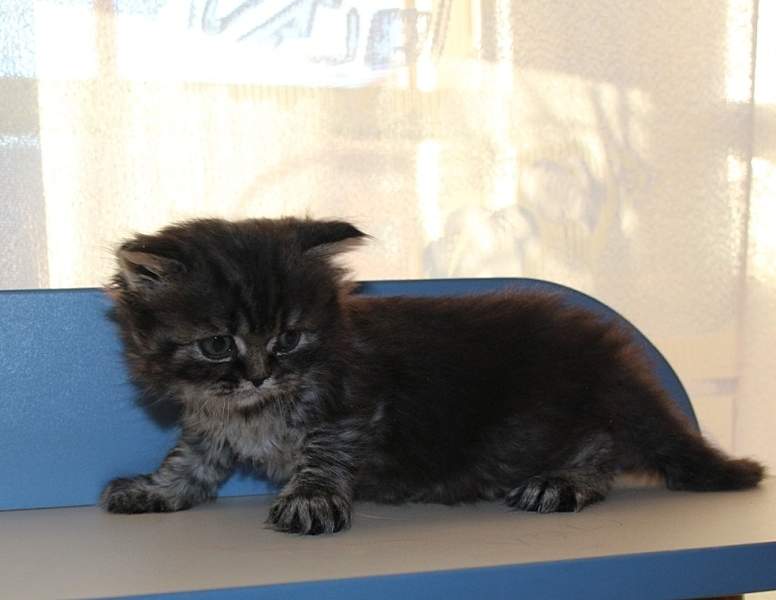 783 X 605 155.4 Kb 828 X 675 193.0 Kb  .   - !