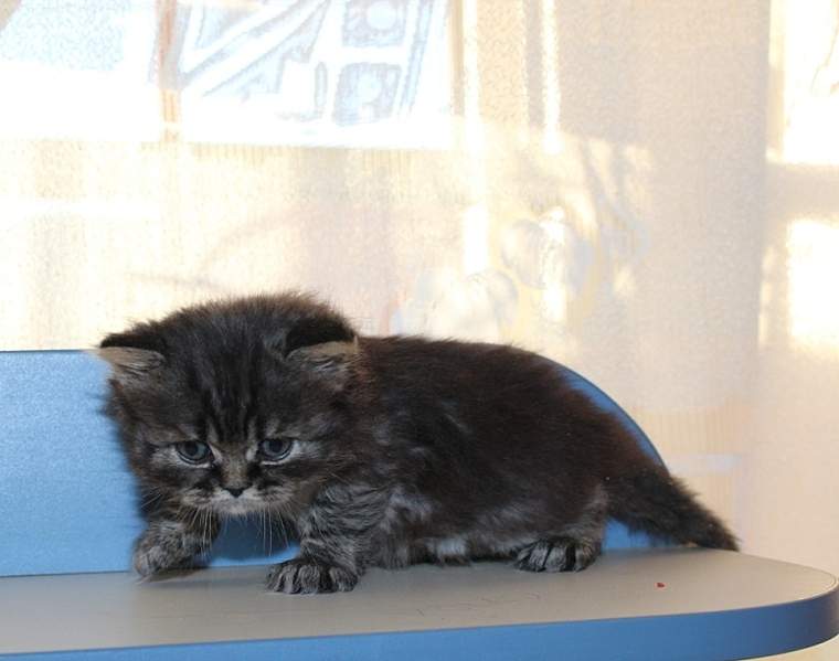 776 X 612 159.6 Kb 783 X 605 155.4 Kb 828 X 675 193.0 Kb  .   - !