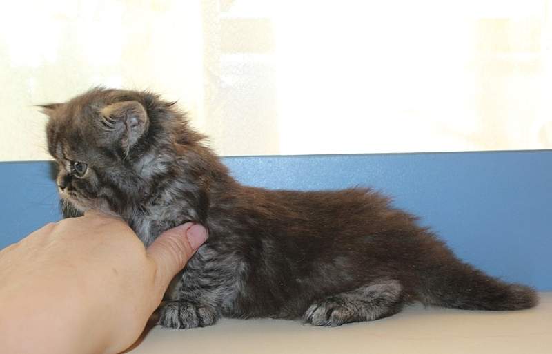 904 X 581 161.1 Kb 798 X 677 157.2 Kb 776 X 612 159.6 Kb 783 X 605 155.4 Kb 828 X 675 193.0 Kb  .   - !