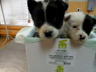 604 X 453 43.9 Kb 807 X 605 73.1 Kb 807 X 605 59.5 Kb ������ ���� ����������� ��� ������, ��� ����� ����� ������ � ����