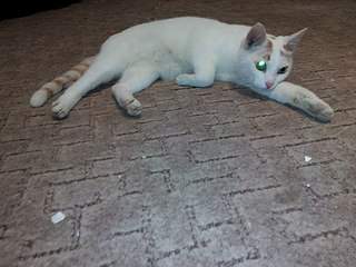 604 X 453 55.3 Kb    - 8     .