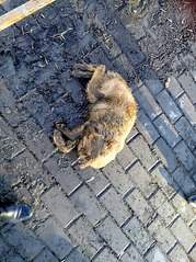 605 X 807 192.6 Kb   SOS,    ,  