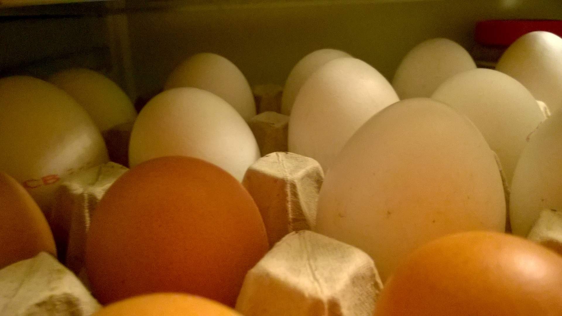 Какие яйца лучше купить. Яйцо. Яйцо куриное белое и коричневое. Фото яиц куриных. Самое популярное фото куриного яйца.