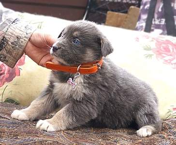 933 X 767 251.1 Kb    ,    