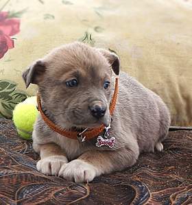 677 X 723 180.1 Kb 1066 X 822 314.2 Kb    ,    