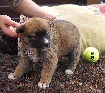 1231 X 1085 459.3 Kb 677 X 723 180.1 Kb 1066 X 822 314.2 Kb    ,    