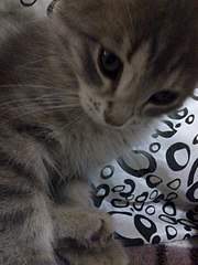 1920 X 2560 727.6 Kb 1920 X 2560 780.9 Kb 1920 X 1440 417.1 Kb 1920 X 2560 787.2 Kb 1920 X 2560 794.8 Kb       