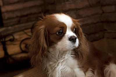 800 X 533 104.0 Kb ---.  .