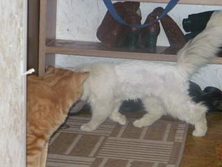 1920 X 1440 502.7 Kb 320 x 240    .     