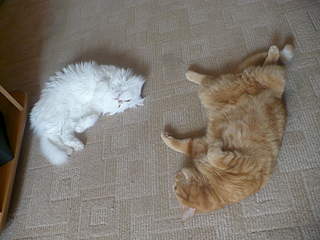 1920 X 1440 241.6 Kb    .     